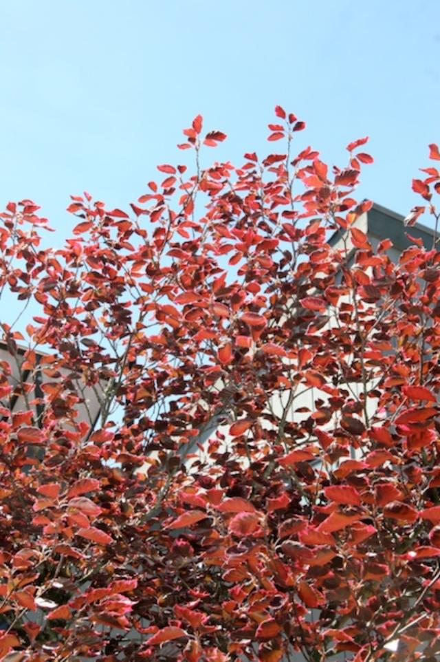 Fagus sylvatica 'Tricolor'