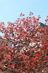 Fagus sylvatica 'Tricolor' — photo 1