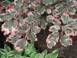 Fagus sylvatica 'Tricolor' — photo 2