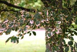 Fagus sylvatica 'Tricolor' — photo 3