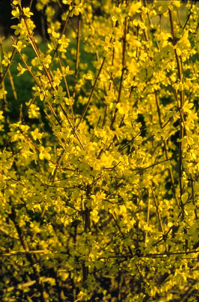 Forsythia x intermedia 'Sunrise'