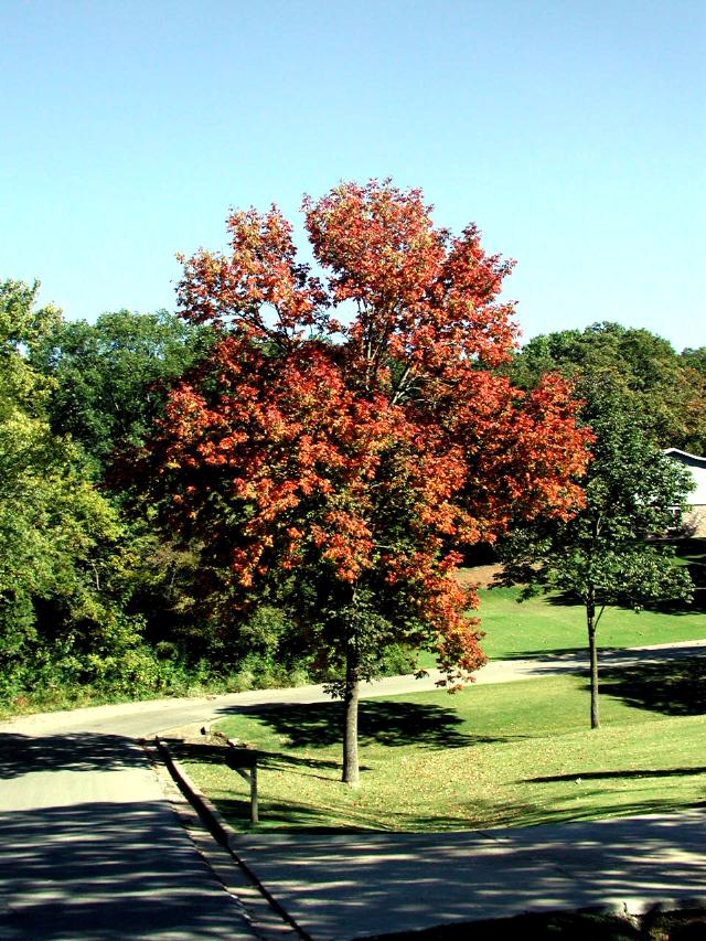 Fraxinus americana 'Junginger' Autumn Appause