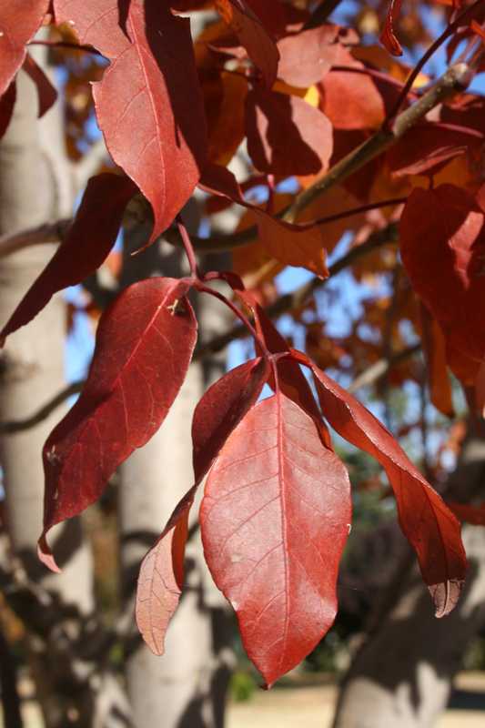 Fraxinus americana 'Rosehill' — photo 1