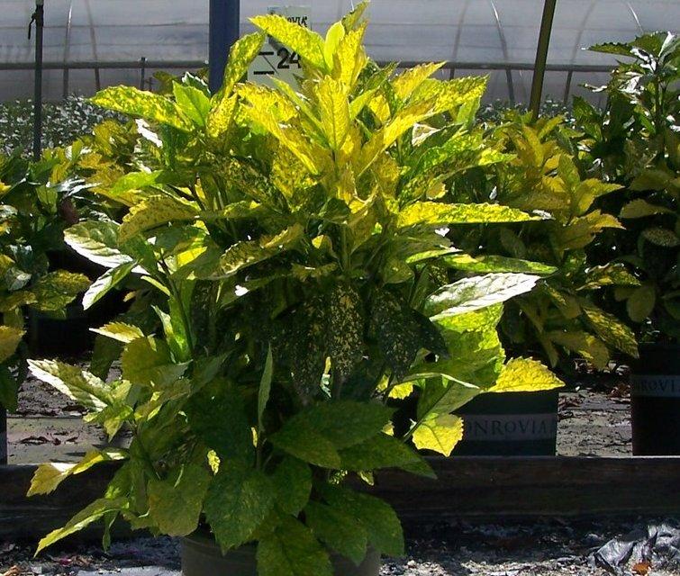 Aucuba japonica 'Mr. Goldstrike' — photo 1