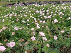Geranium sanguineum — photo 1