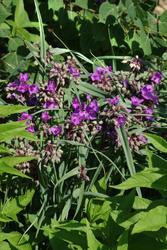 Tradescantia 'Concord Grape — photo 2