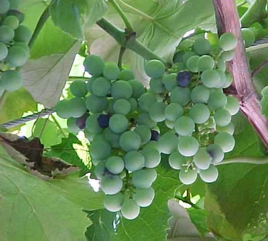 Vitis 'Reliance'