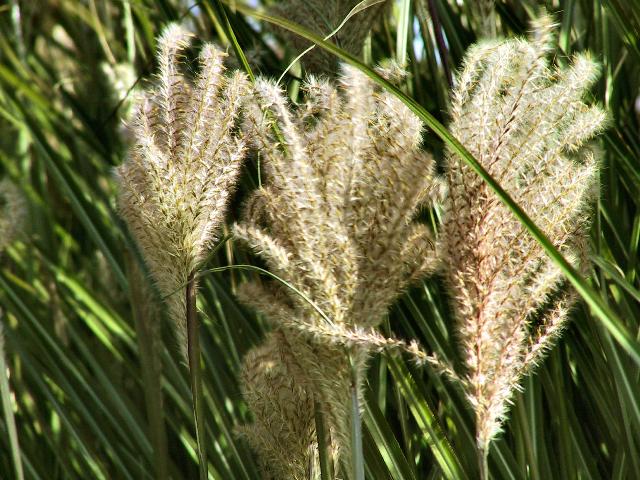 Miscanthus sinensis 'Arabesque'