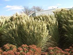 Miscanthus sinensis 'Arabesque' — photo 2