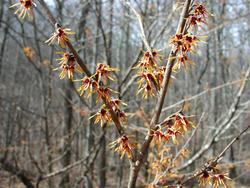 Hamamelis vernalis — photo 1