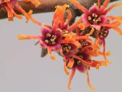 Hamamelis vernalis — photo 2