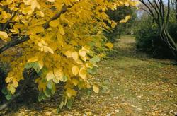 Hamamelis vernalis — photo 3