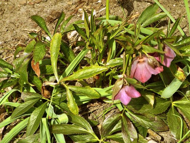 Helleborus x hybridus Royal Heritage