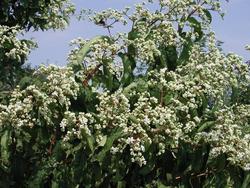 Heptacodium miconioides — photo 1