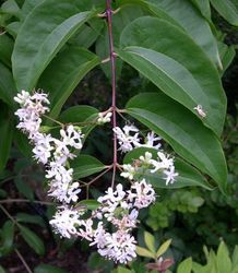 Heptacodium miconioides — photo 2