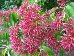 Heptacodium miconioides — photo 3