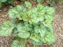 Heuchera 'Green Spice' — photo 1