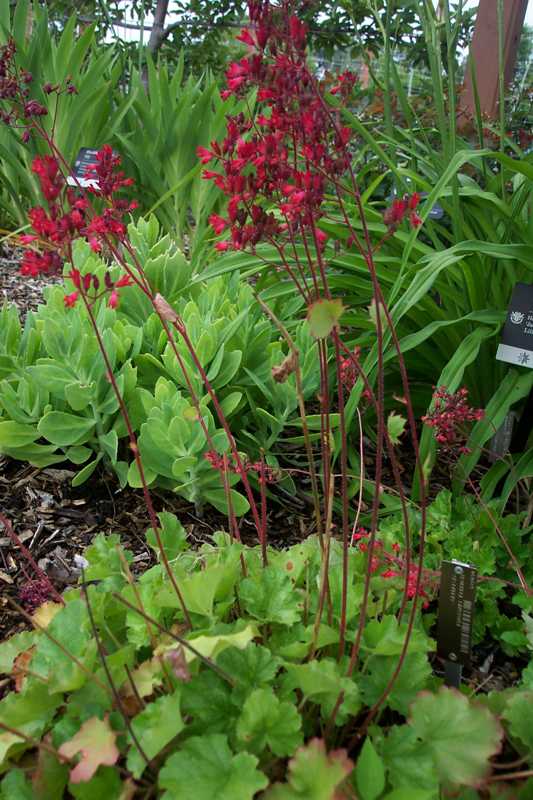 Heuchera sanguinea Splendens