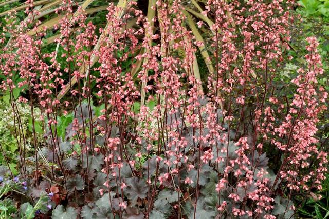 Heuchera 'Vesuvius'