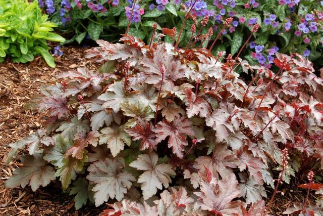 Heucherella Burnished Bronze