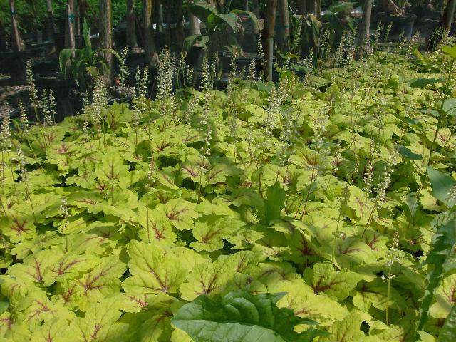 Heucherella Stoplight