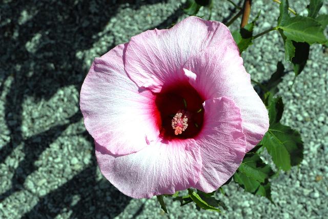 Hibiscus 'Lady Baltimore'
