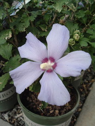 Hibiscus syriacus 'Blue Bird' — photo 1