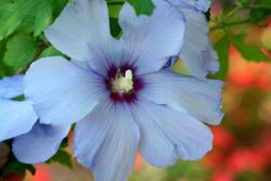 Hibiscus syriacus 'Blue Bird' — photo 2