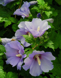 Hibiscus syriacus 'Blue Bird' — photo 3