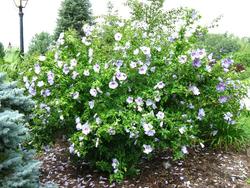 Hibiscus syriacus 'Blue Bird' — photo 4