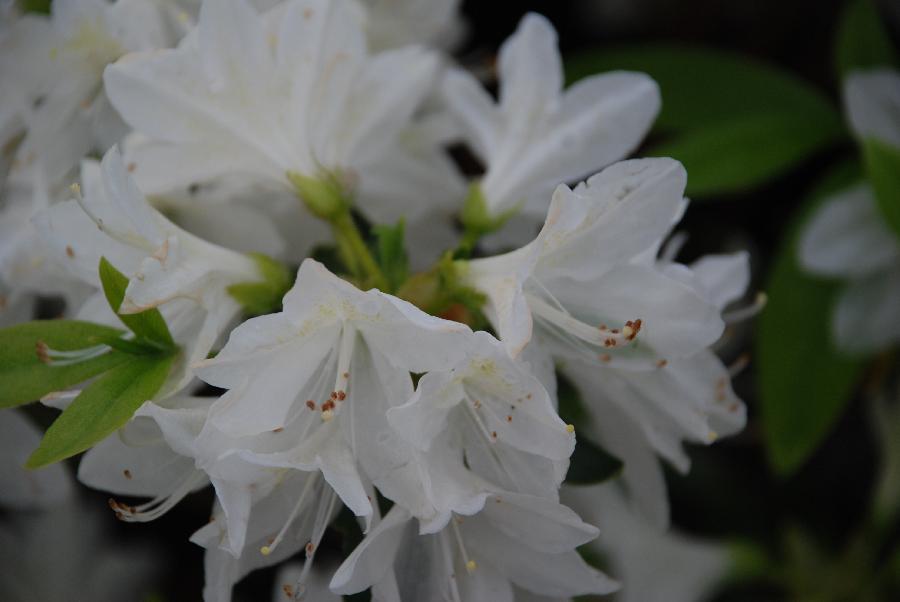 Azalea 'Cascade' — photo 1