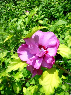 Hibiscus syriacus 'Collie Mullens — photo 1