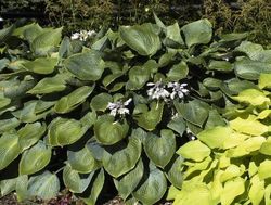Hosta hybrid Halcyon — photo 2