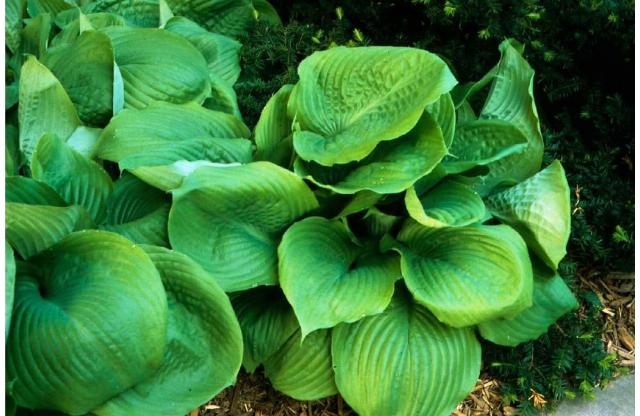 Hosta sieboldiana 'Elegans'