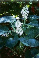 Hosta sieboldiana 'Elegans' — photo 2