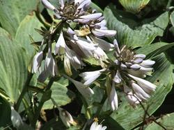 Hosta 'Halcyon' — photo 2
