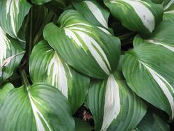 Hosta 'Undulata Albomarginata' — photo 1