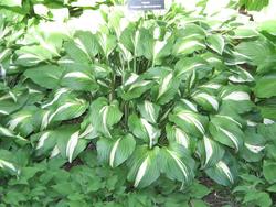 Hosta 'Undulata Albomarginata' — photo 2