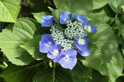 Hydrangea macrophylla 'Blaumeise'( TELLER BLUE, TELLER SERIES) — photo 1