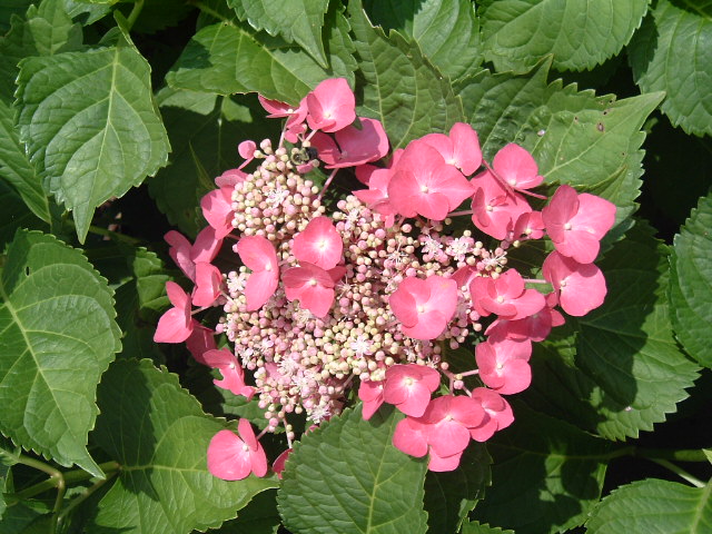 Hydrangea macrophylla 'Fasan'( TELLER RED, TELLER SERIES)
