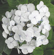Hydrangea macrophylla 'Libelle'( TELLER WHITE, TELLER SERIES)
