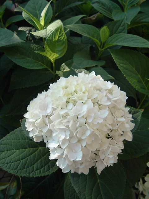 Hydrangea macrophylla Blushing Bride