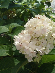 Hydrangea macrophylla Blushing Bride — photo 2