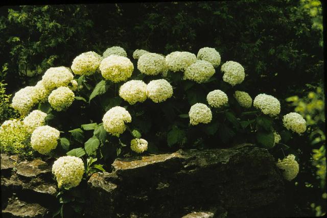 Hydrangea arborescens 'Annabelle' β photo 1