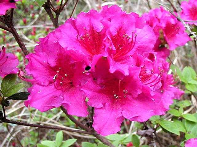 Azalea 'Girard's Fuchsia' — photo 1