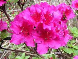 Azalea 'Girard's Fuchsia' — photo 1