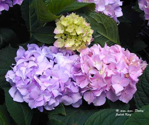 Hydrangea macrophylla 'Dooley' — photo 1