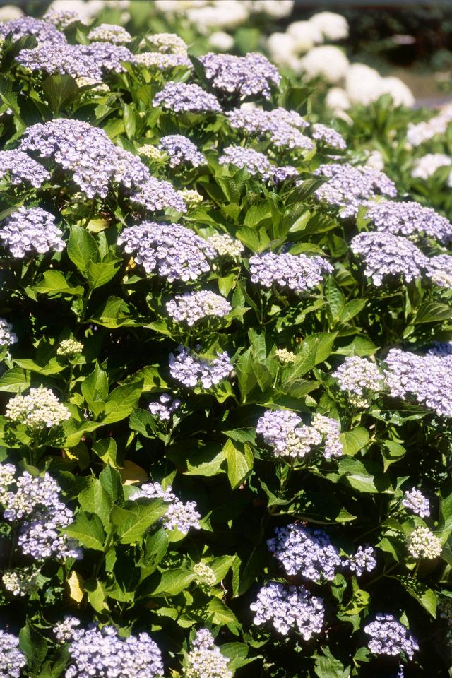 Hydrangea macrophylla 'Ayesha'