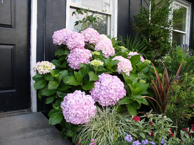 Hydrangea macrophylla 'Big Daddy'