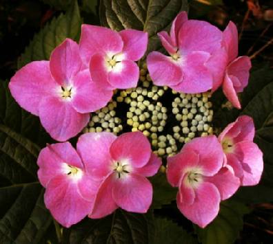 Hydrangea macrophylla 'Cardinal Red' — photo 1